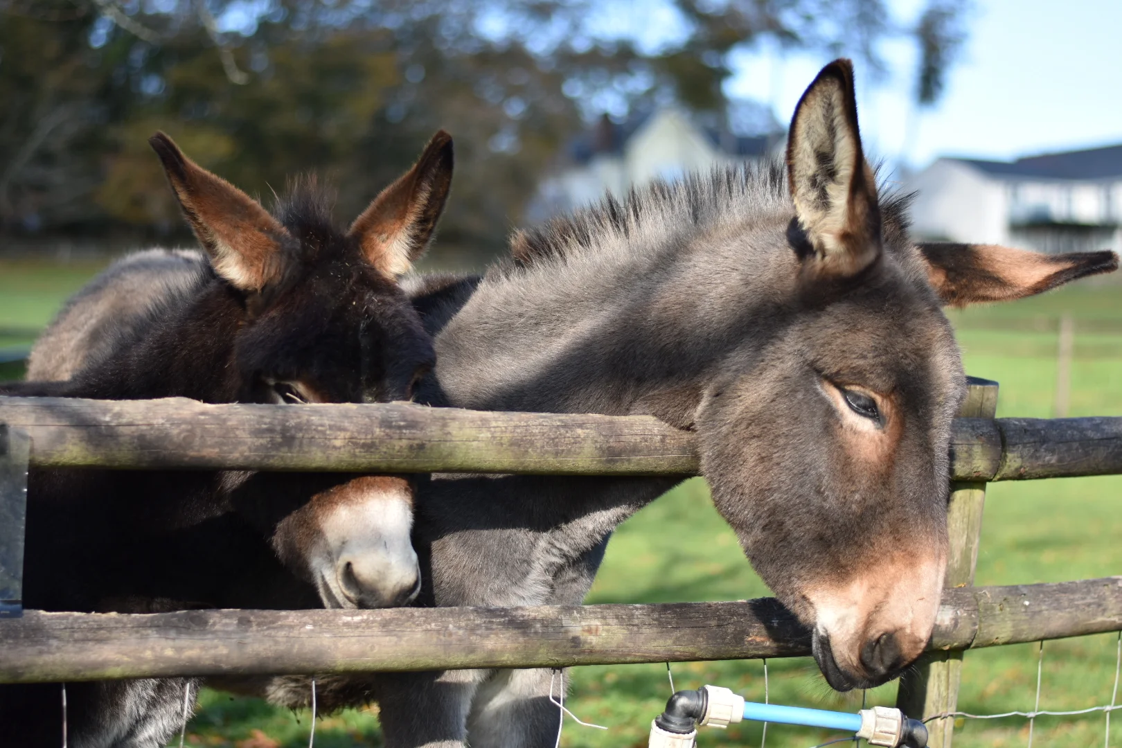 Mule.jpg