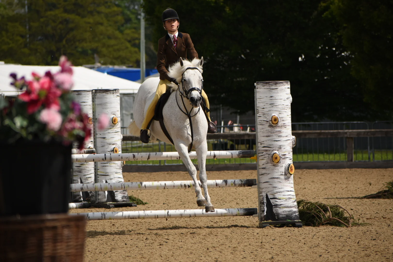 jumping fleabitten.jpg