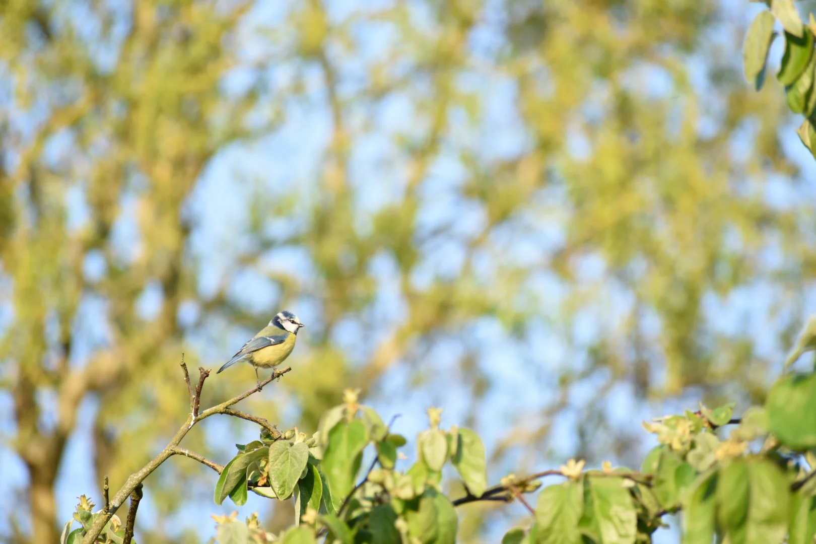 bluetit.jpg