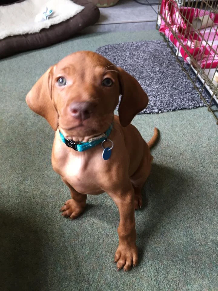 Ghillie vert pup.jpg