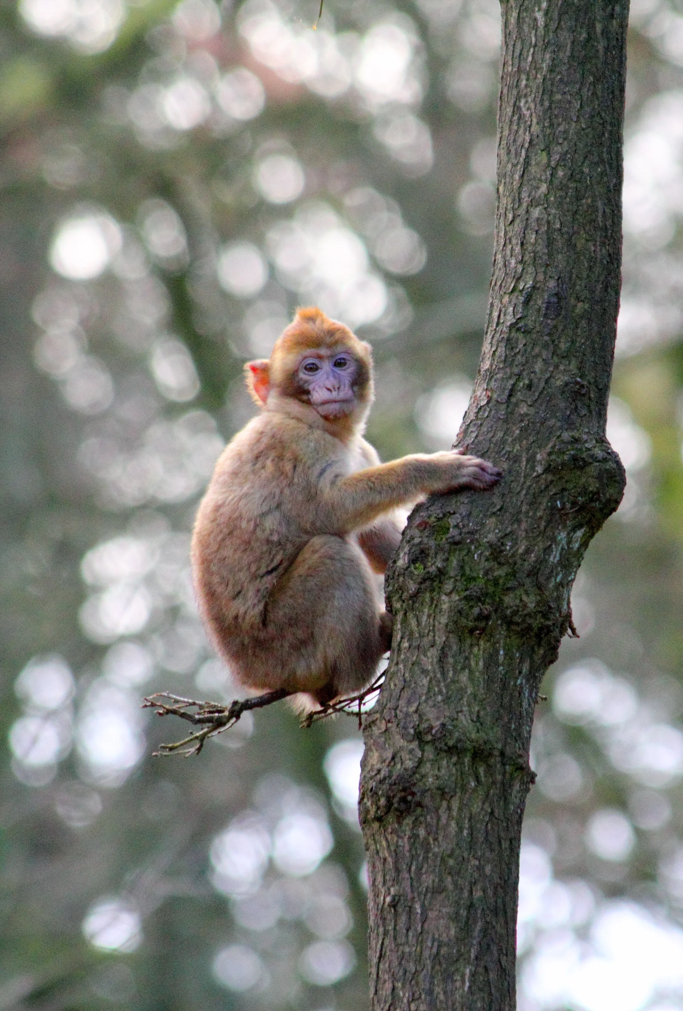 animal-ape-baby-monkey-132434.jpg