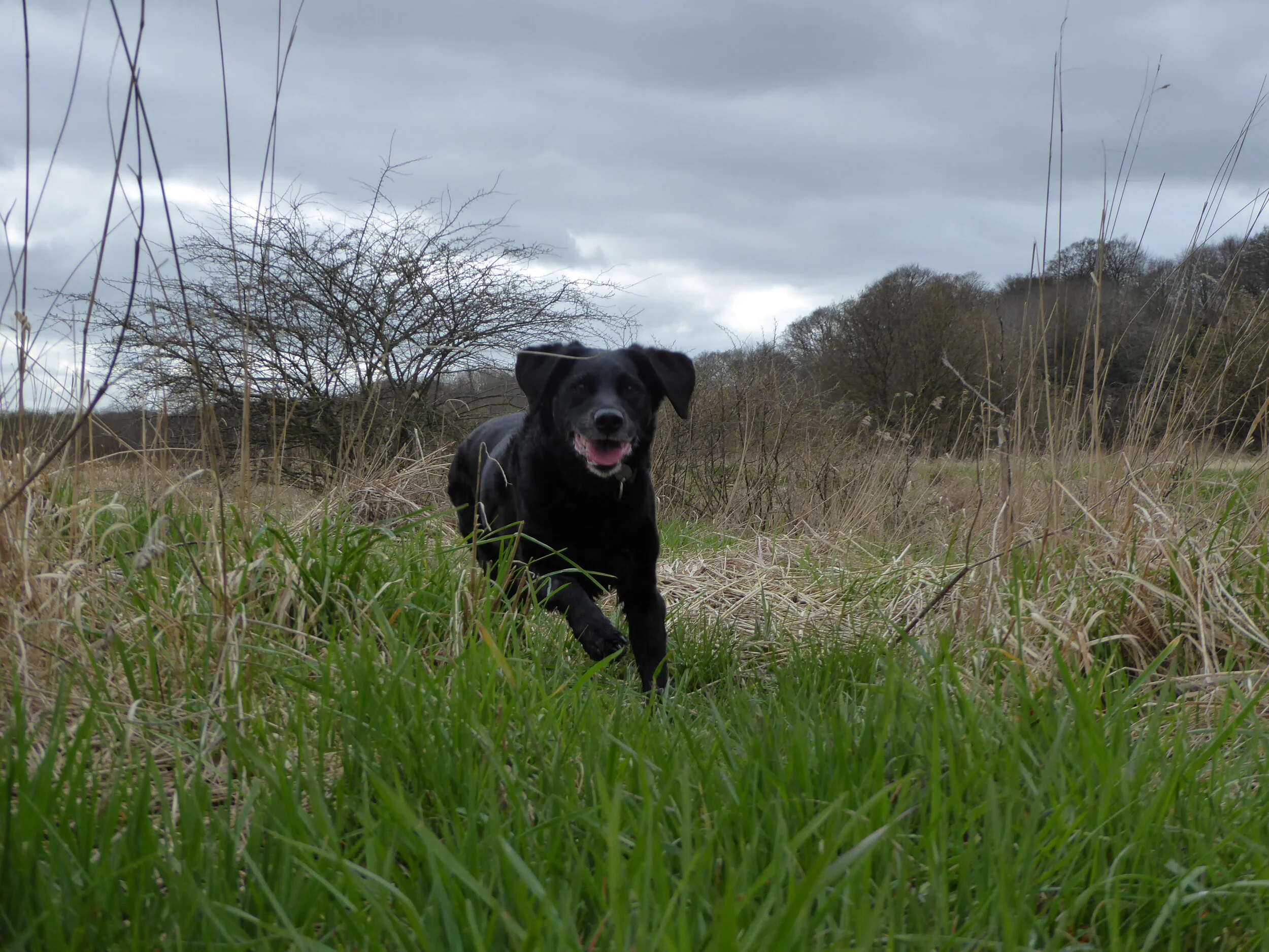 Det gode indkald - den sikre vej er hundesprog