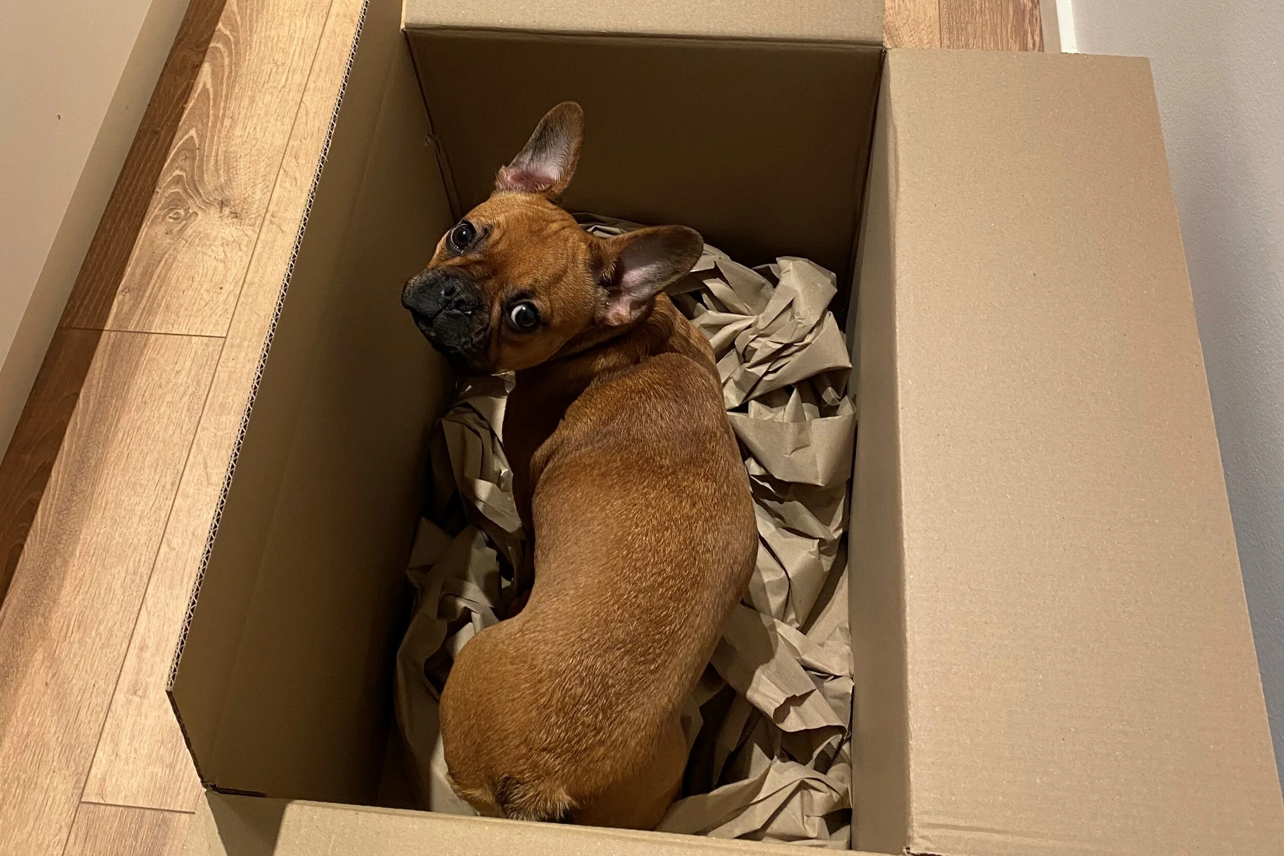 Viola feedback billede.jpeg