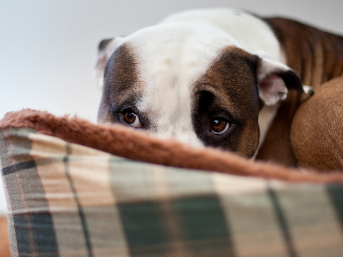 Angst - din hund nervøs eller bange? — Dyrefryd
