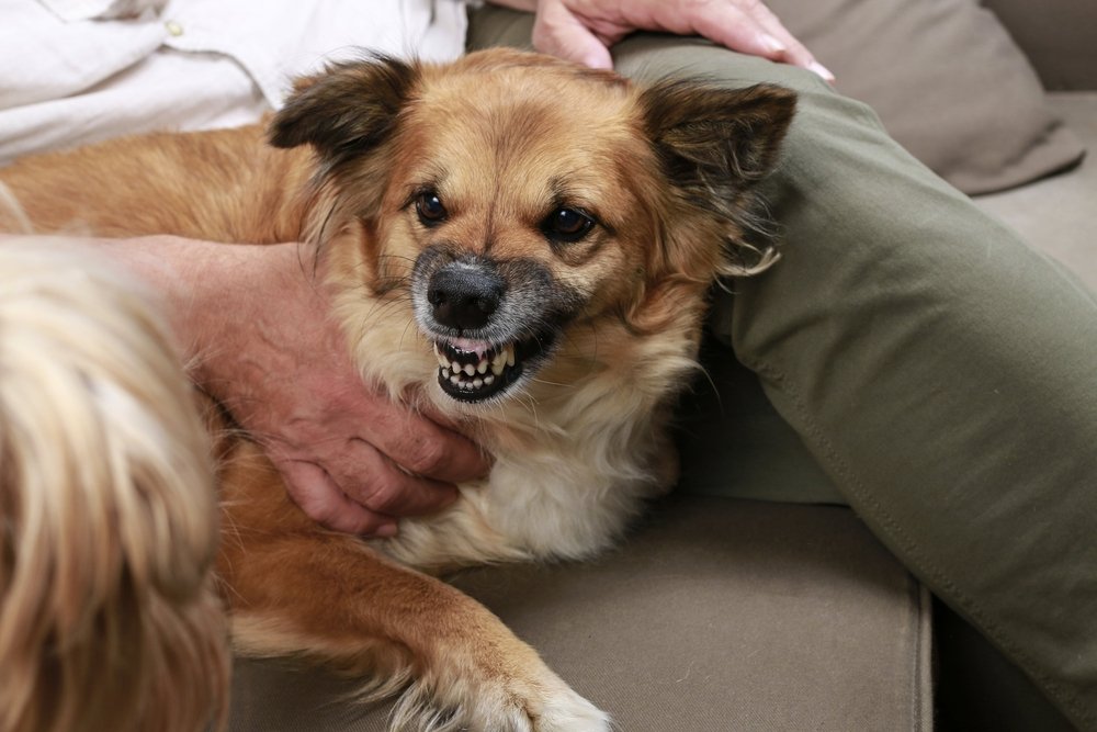 Kan ignoreres tyngdekraft lykke Når hunden bider - hva' så? — Dyrefryd
