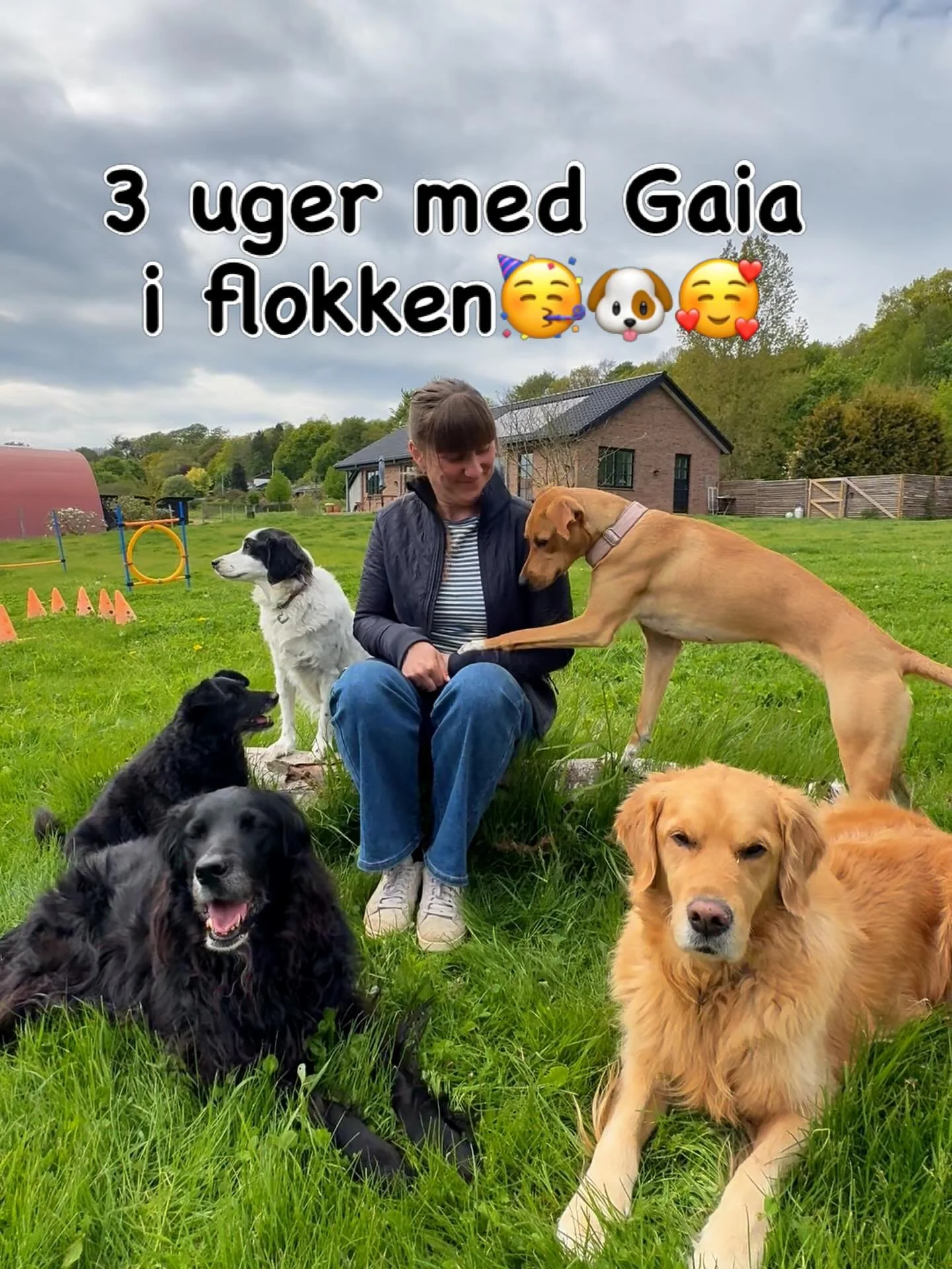 Fra angst hund til k&aelig;k ballademager🐶😄

For 3 uger siden hentede vi en dejlig men meget usikker Gaia fra et k&aelig;rligt hjem, der ville give hende til os for at sikre hende tiltr&aelig;ngt hj&aelig;lp til at slippe usikkerheden og angsten🐾?