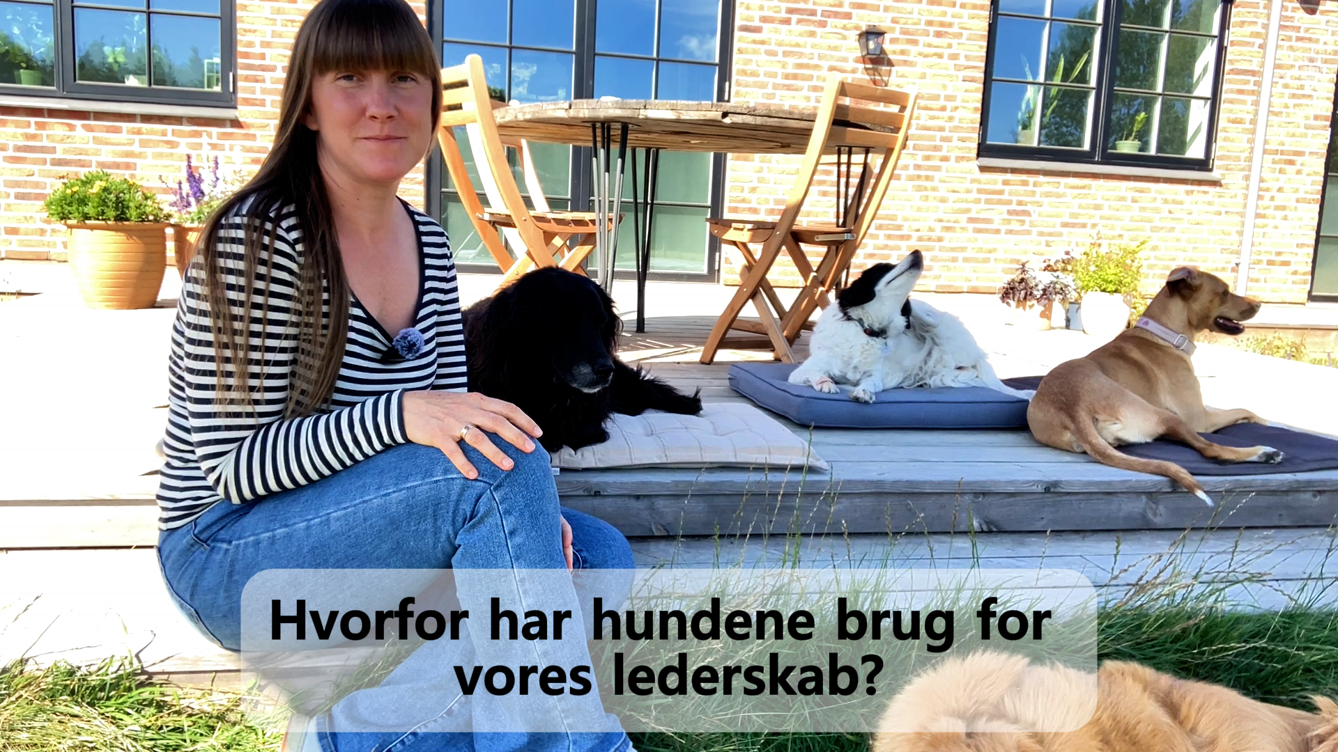 Hvorfor skal vi være hundens leder, og hvordan bliver vi det?