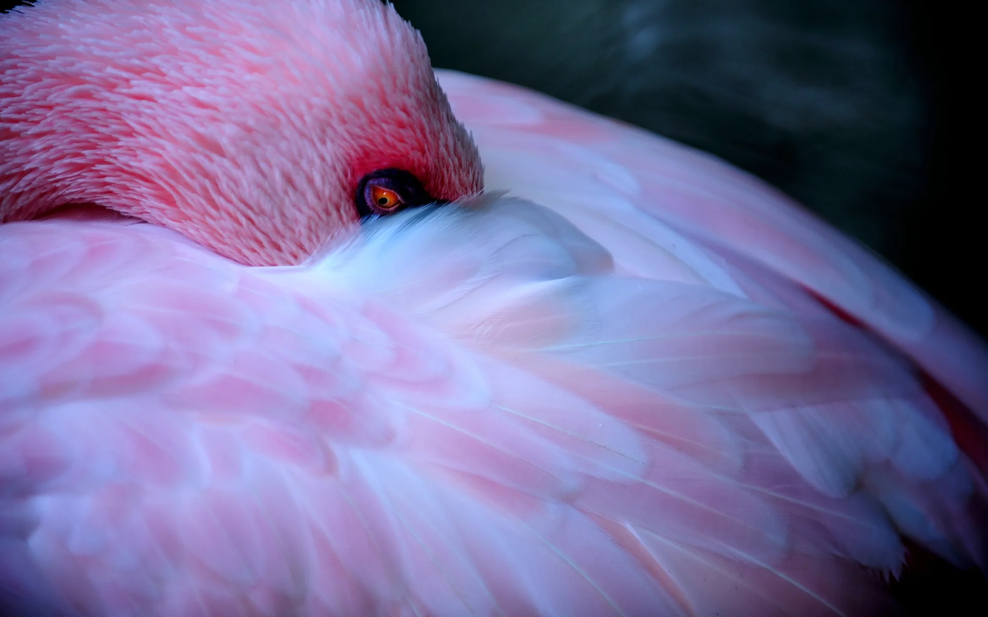 flamingo2.jpg
