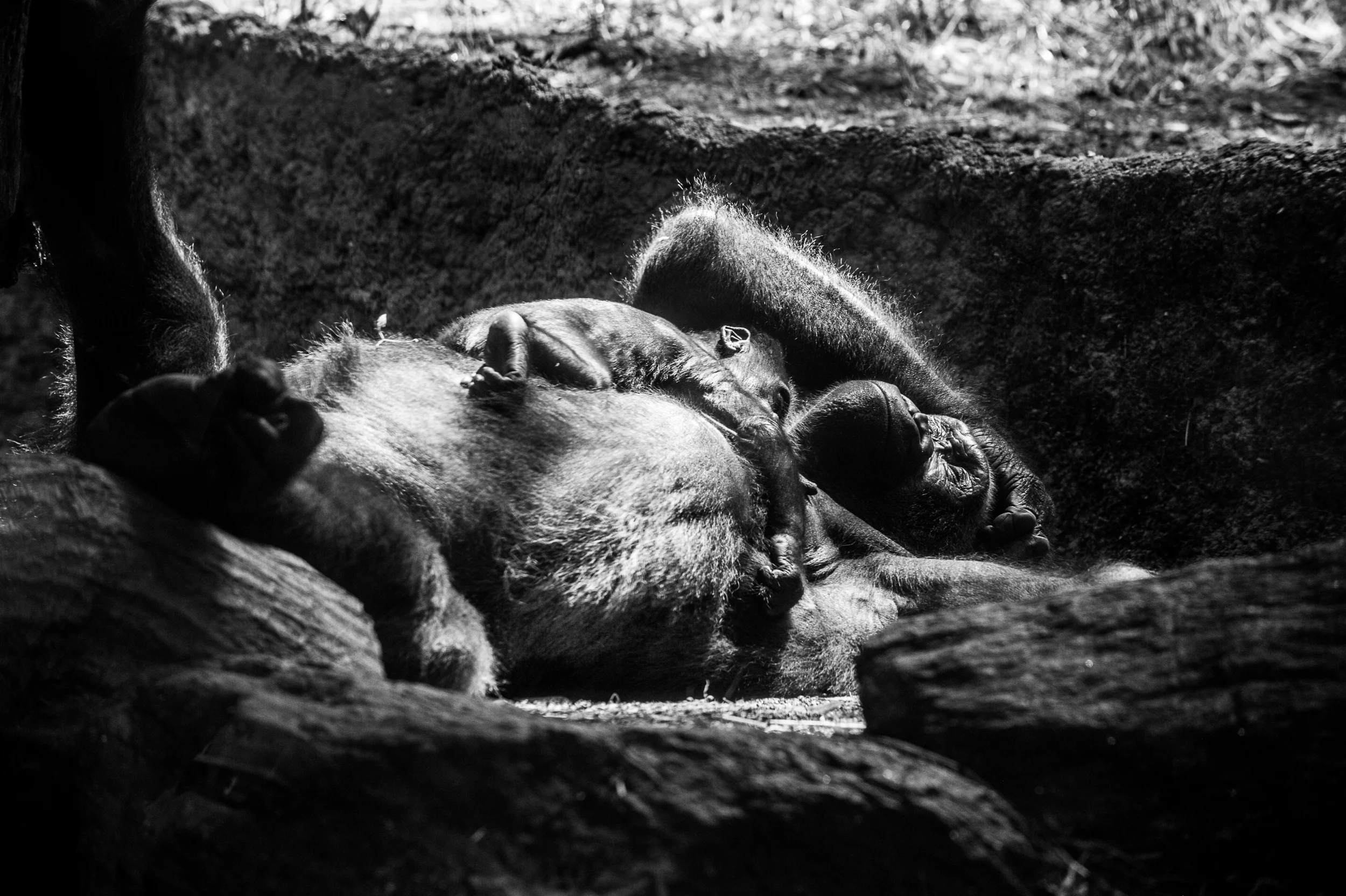 img_photog_zoo_2934.jpg