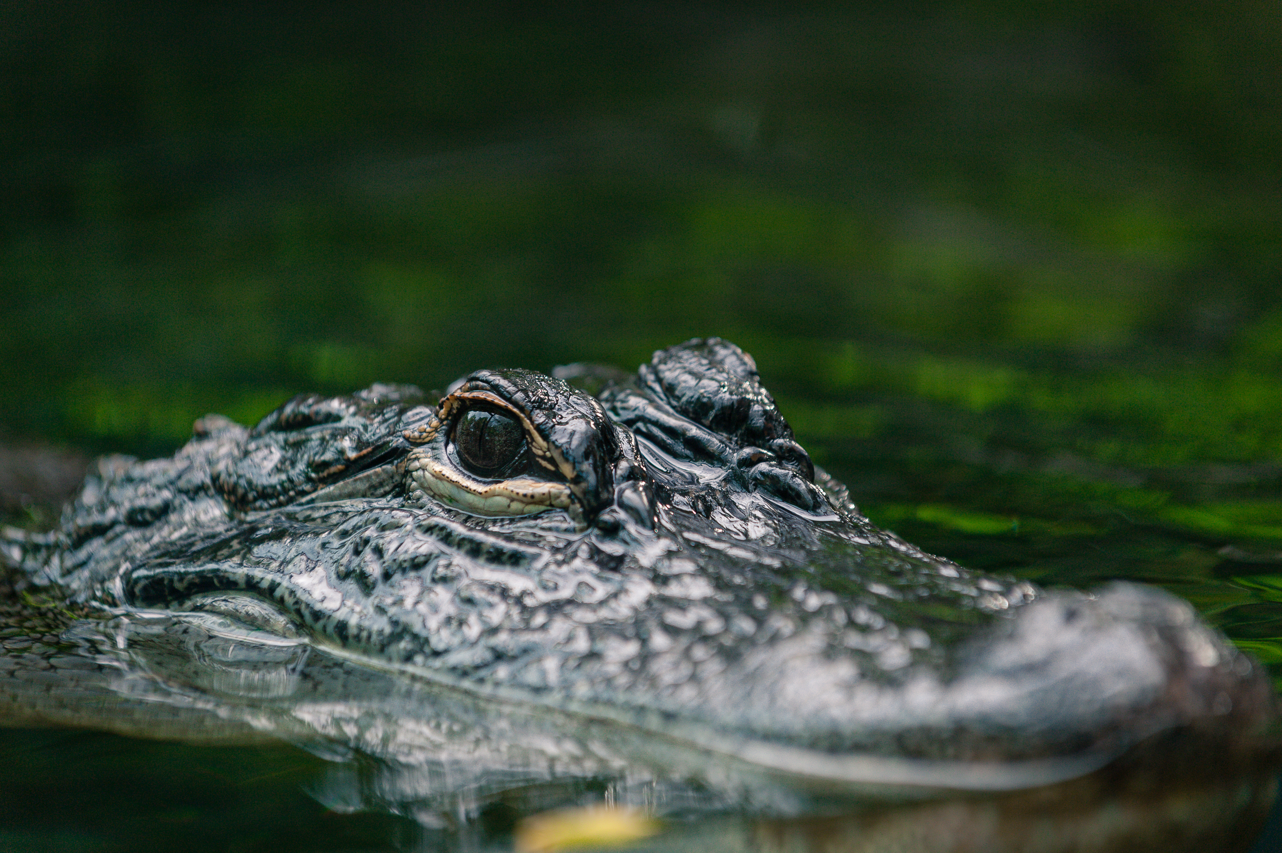 img_photog_zoo_9766.jpg