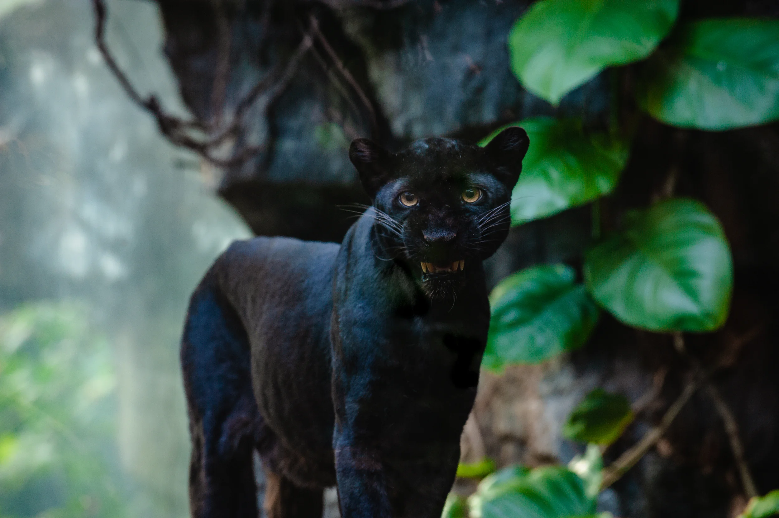 img_photog_zoo_9514.jpg