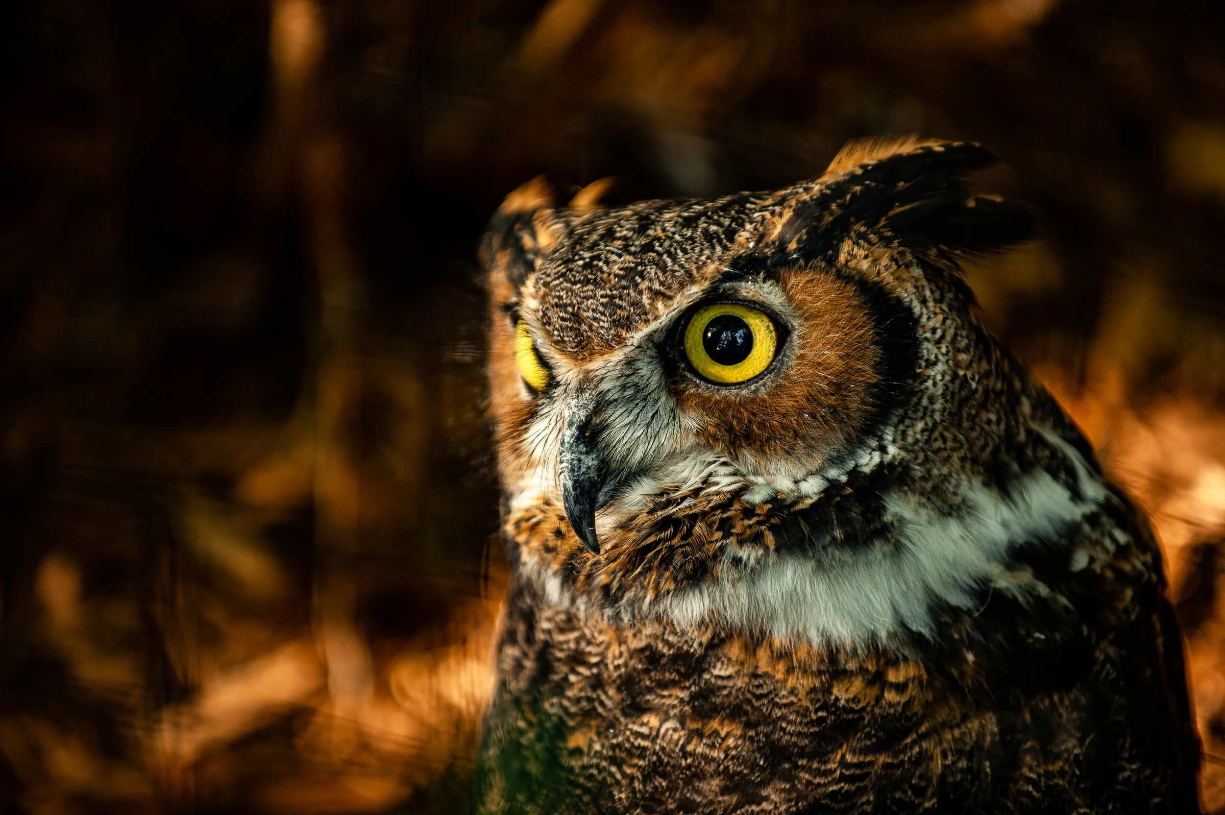 img_photog_zoo_0991.jpg