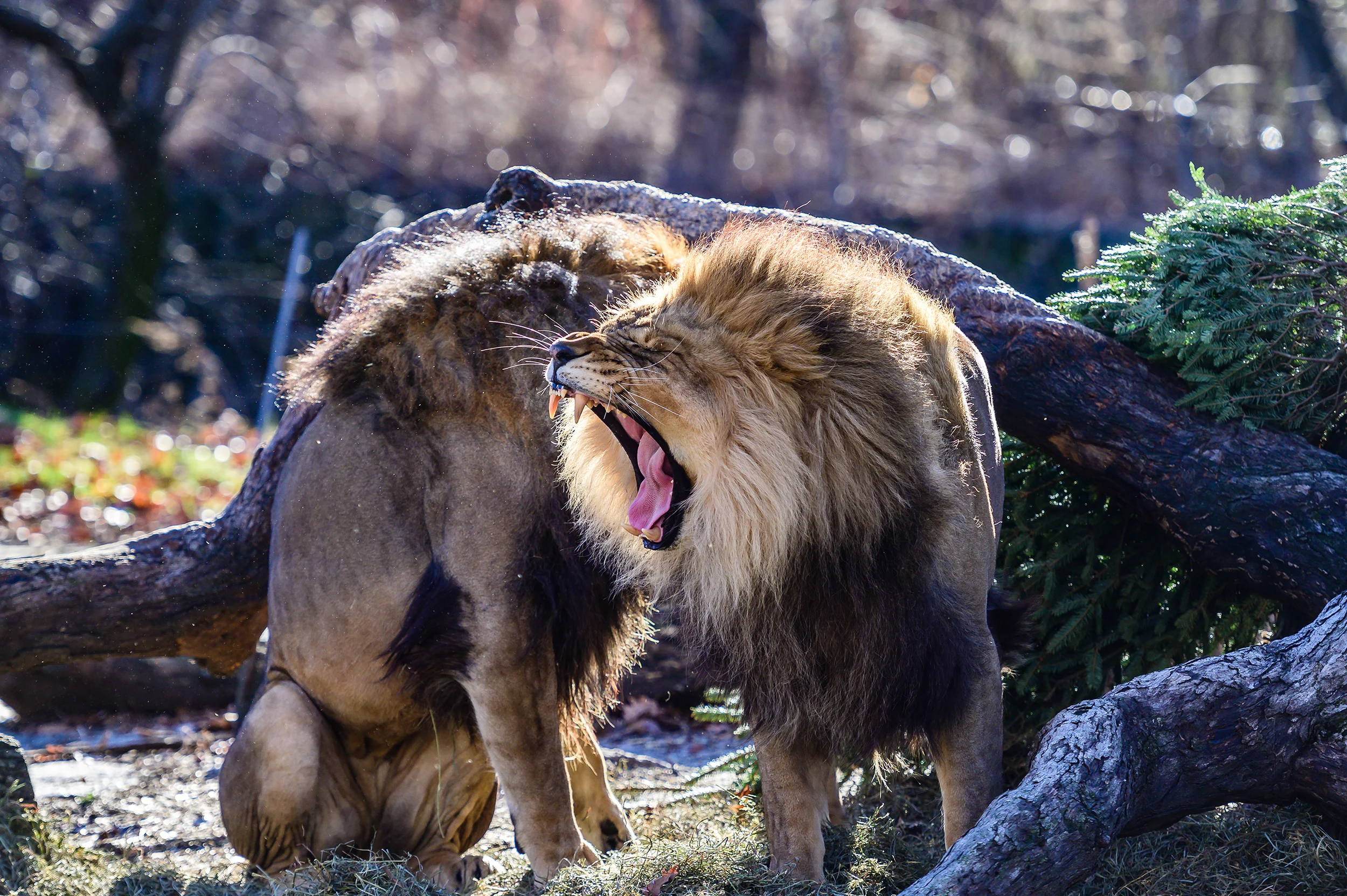 img_photog_zoo_2164.jpg