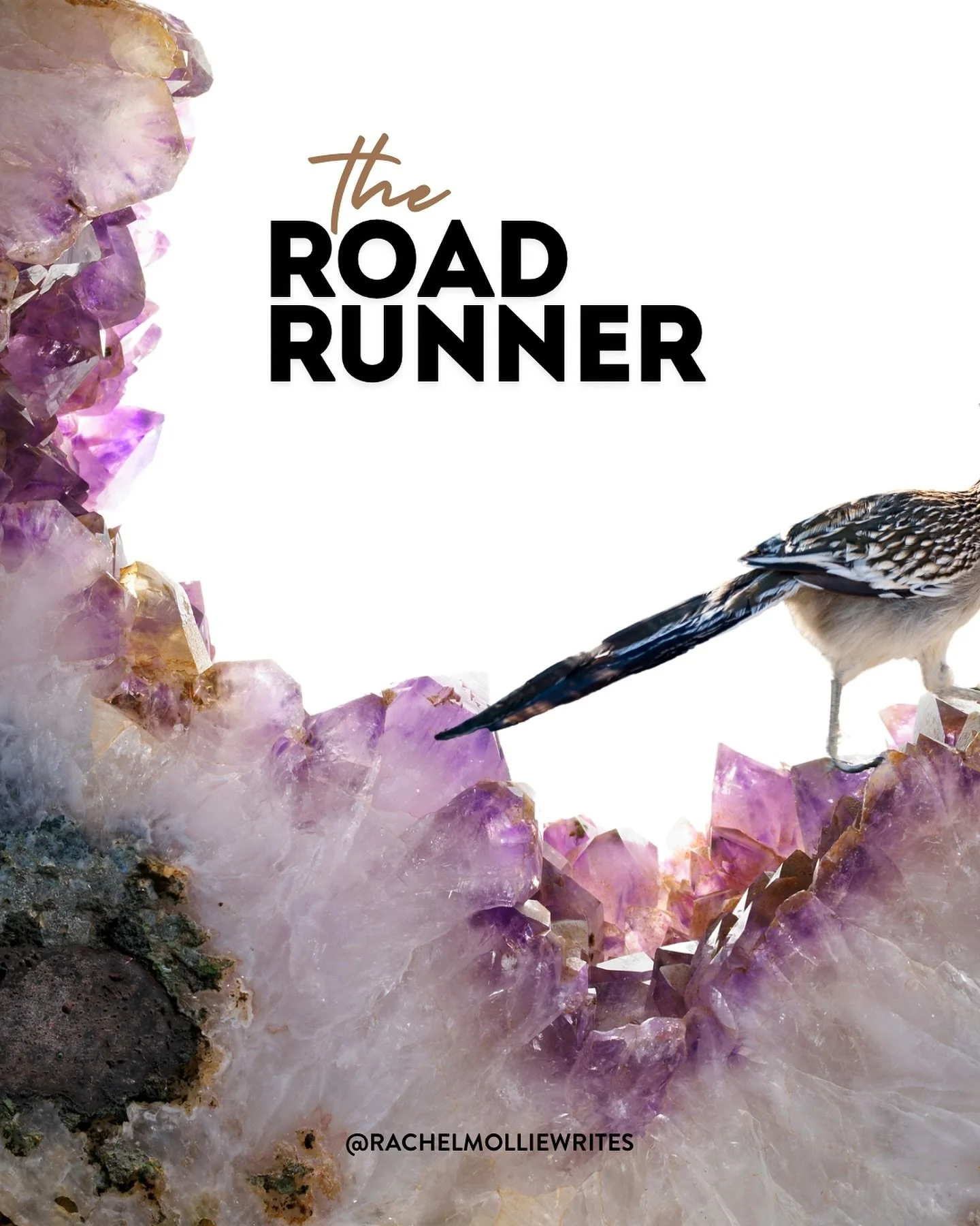 ✨ WILD WISDOM ✨ Let the spirit of the road runner be your guide. Keep your mind agile and always be ready to chase new adventures! 🚀 💡 What exciting paths will you explore today? #roadrunner #chaseyourdreams