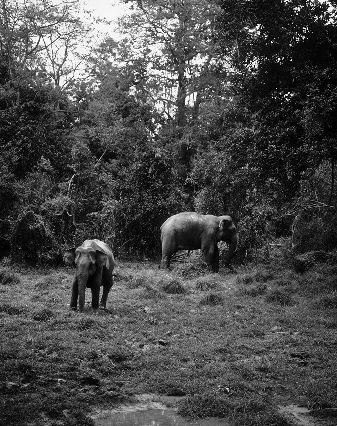 joe-curren-sri-lanka-03.jpg