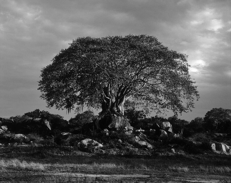 joe-curren-prints-01-prints-01-tree-sri-lanka.jpg