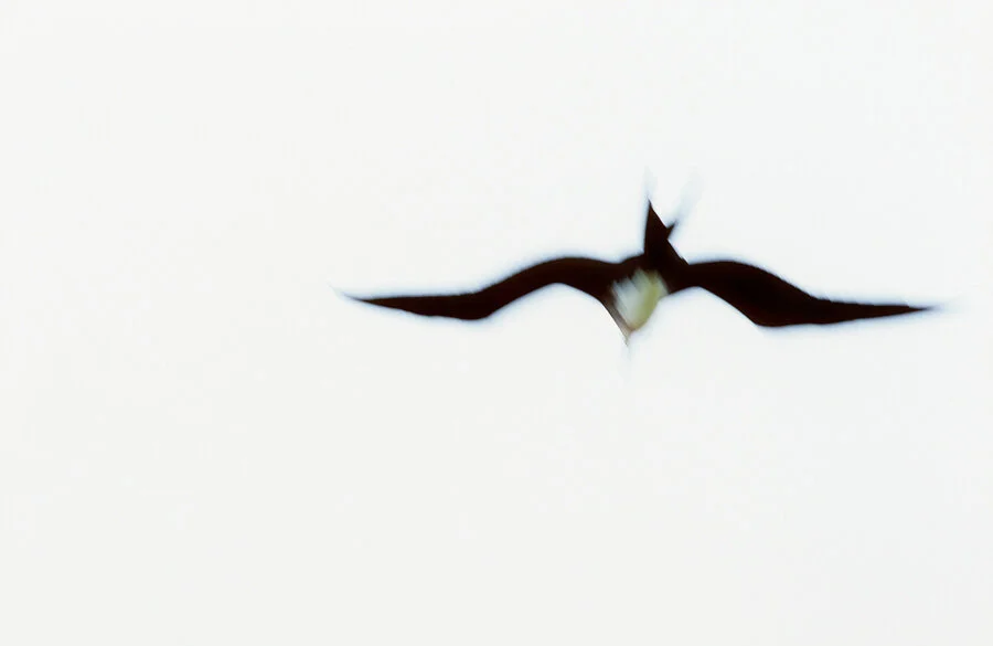 joe-curren-prints-12-frigatebird.jpg