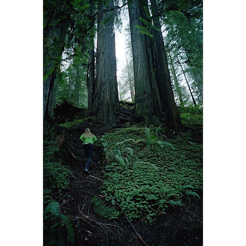 #redwoodnationalpark #contaxg2