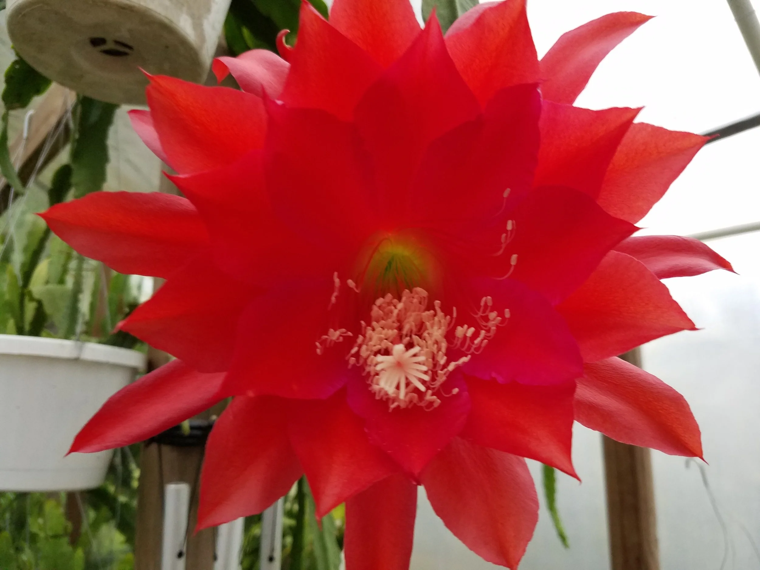Epiphyllum Queen of California