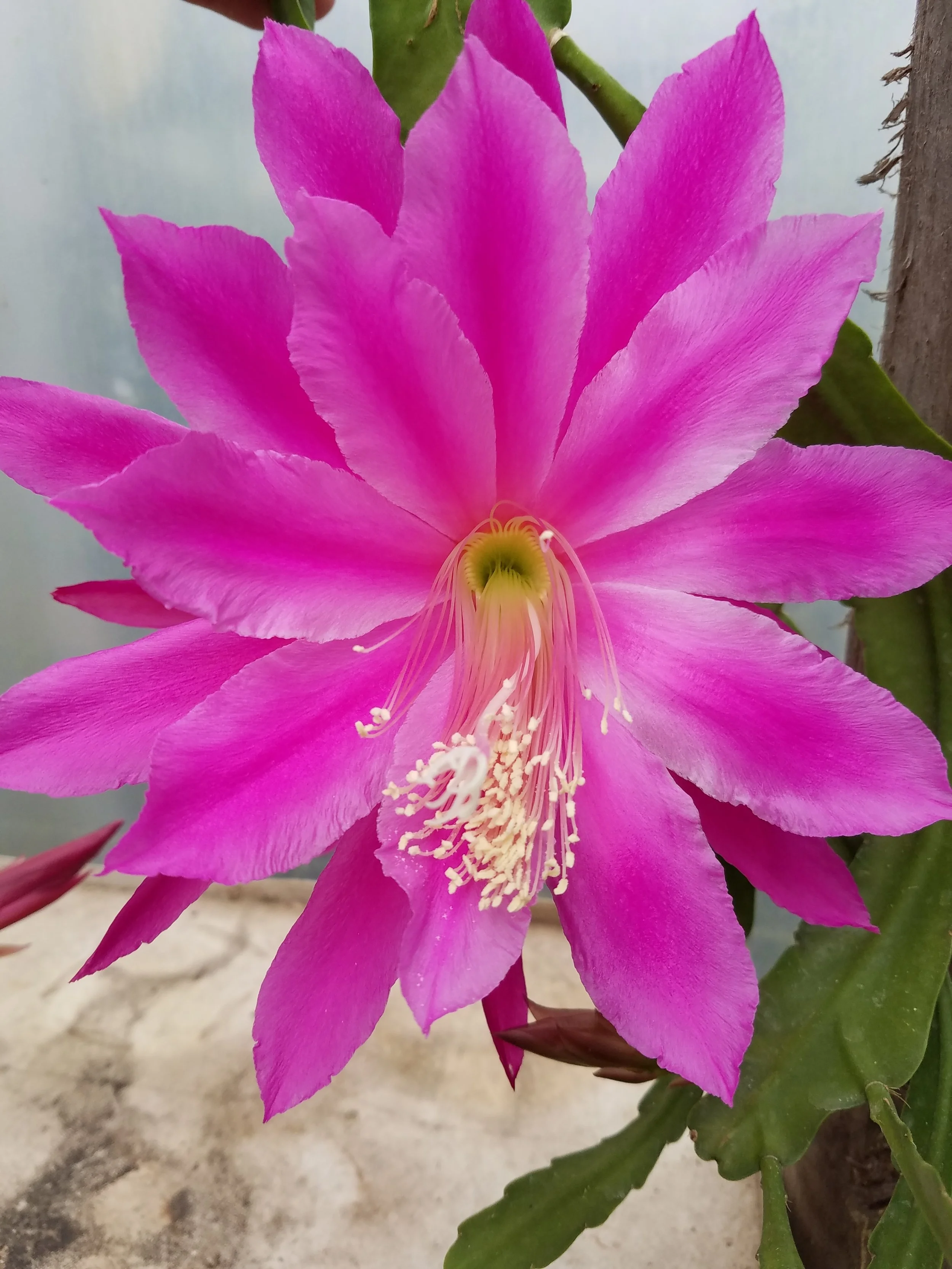 Epiphyllum Ocean Sunset