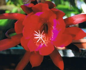 Epiphyllum Alyssa Piette