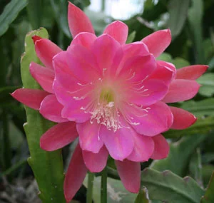 Epiphyllum Beau Brummel