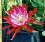 Epiphyllum Bertha T Loose