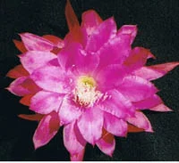 Epiphyllum Big Beauty