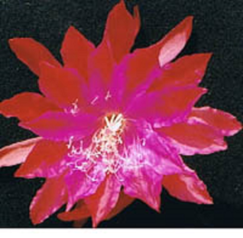 Epiphyllum Black Light