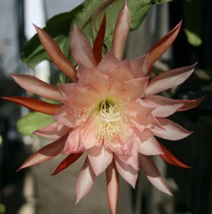 Epiphyllum Blushing Star
