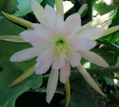 Epiphyllum Bronze Star