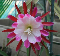 Epiphyllum Clown