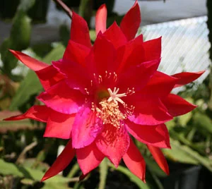 Epiphyllum Compari