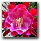 Epiphyllum Chuck &amp; Jerry