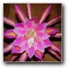 Epiphyllum Circus Circus