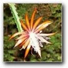 Epiphyllum Charlie Paetz