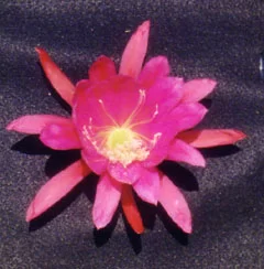Epiphyllum Dark Daphne