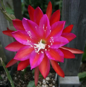 Epiphyllum Dark Passion