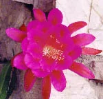 Epiphyllum Diva