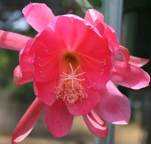 Epiphyllum Elaine Miles