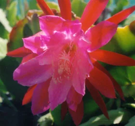 Epiphyllum Emmet Kelly