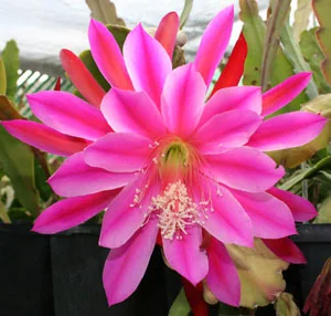 Epiphyllum Evanston