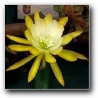 Epiphyllum French Gold