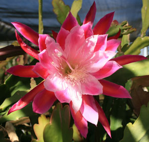 Epiphyllum It's Magic