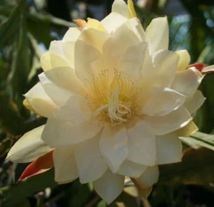 Epiphyllum Kazoo