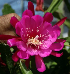 Epiphyllum Kish