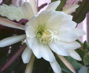 Epiphyllum Linda Diane