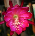 Epiphyllum Marvelous Mars