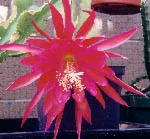 Epiphyllum Masada