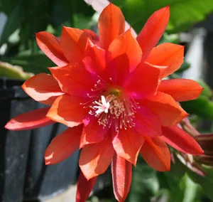 Epiphyllum Moloch